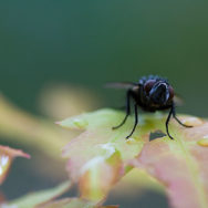 fliege1