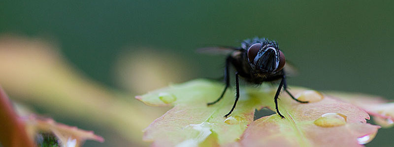 fliege1