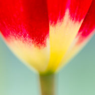 tulip