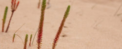 Pflanzen in der Wüste